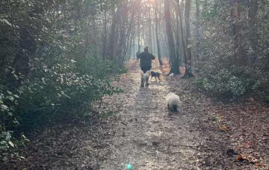Andy from Paws in Nature walking dogs through woodland on the Wirral
